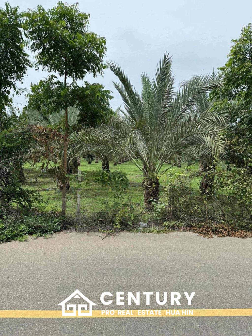 30 Rai Date Palm Garden for Sale