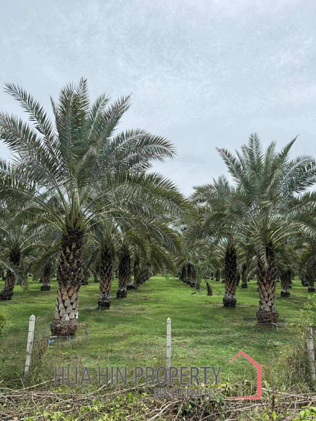 30 Rai Date Palm Garden for Sale