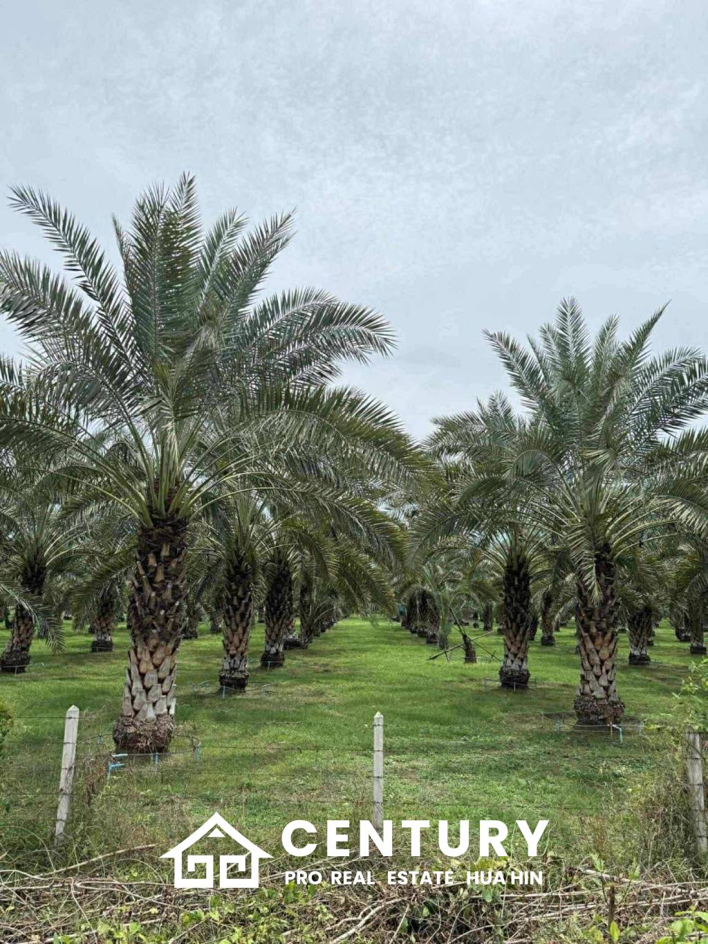 30 Rai Date Palm Garden for Sale