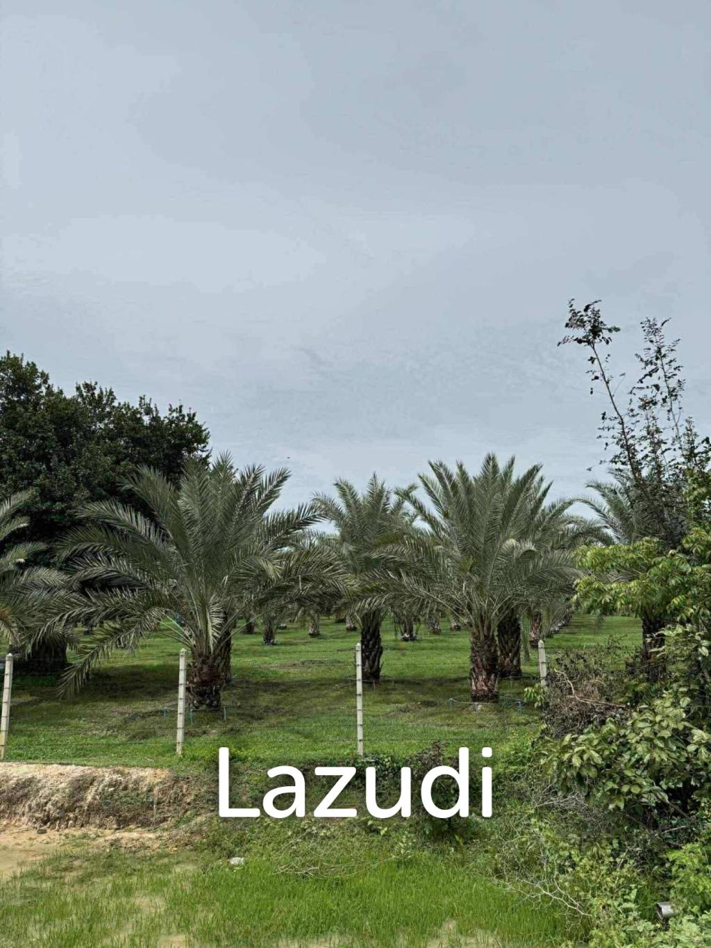 30 Rai Date Palm Garden for Sale