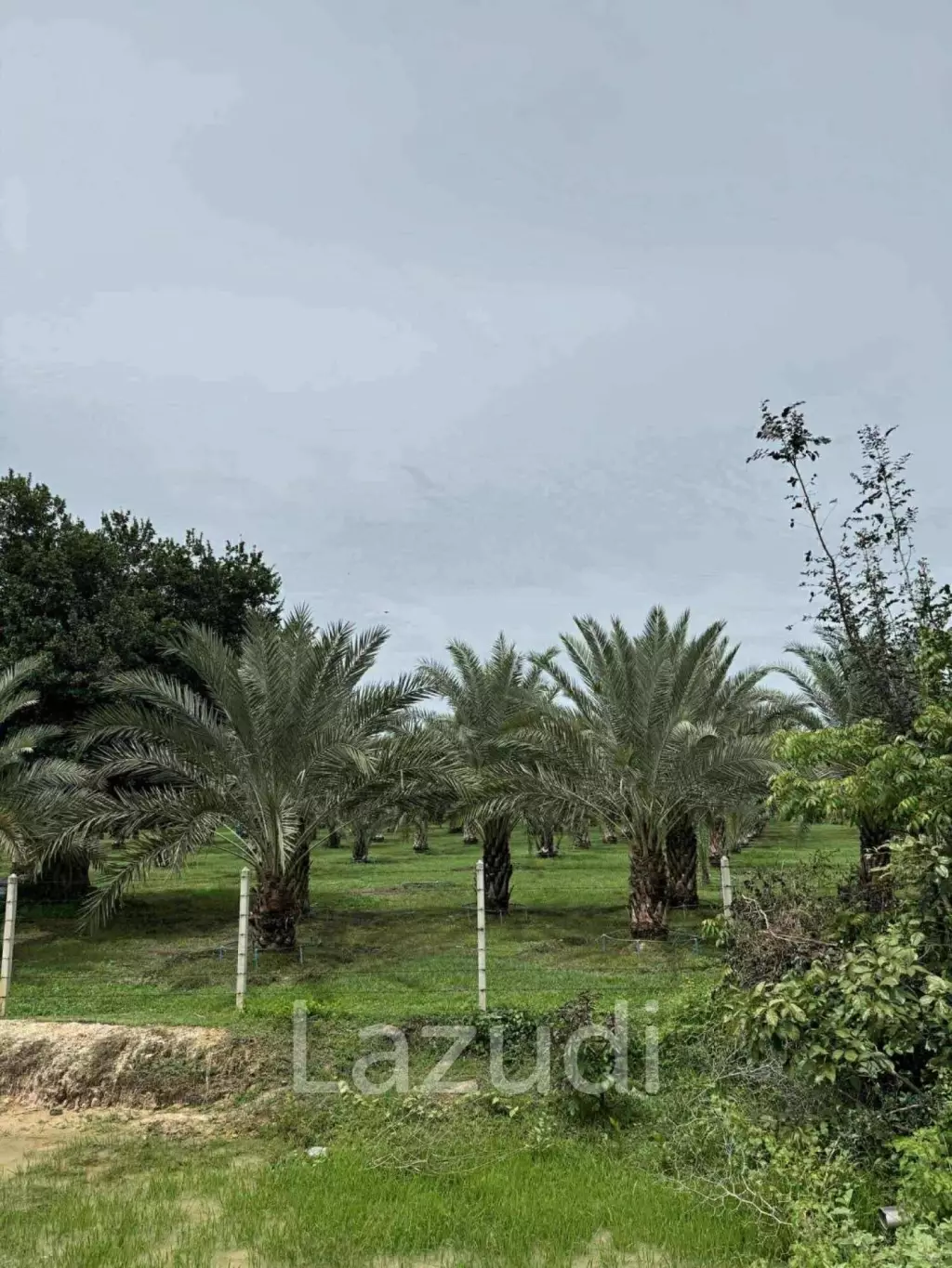30 Rai Date Palm Garden for Sale