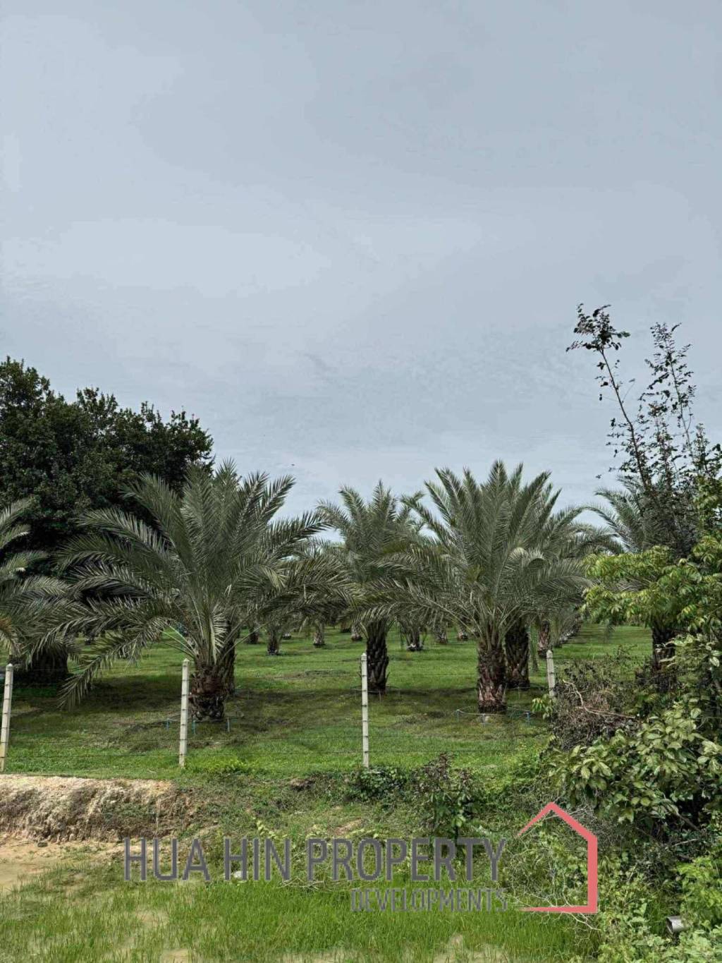 30 Rai Date Palm Garden for Sale