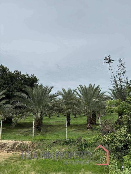 30 Rai Date Palm Garden for Sale