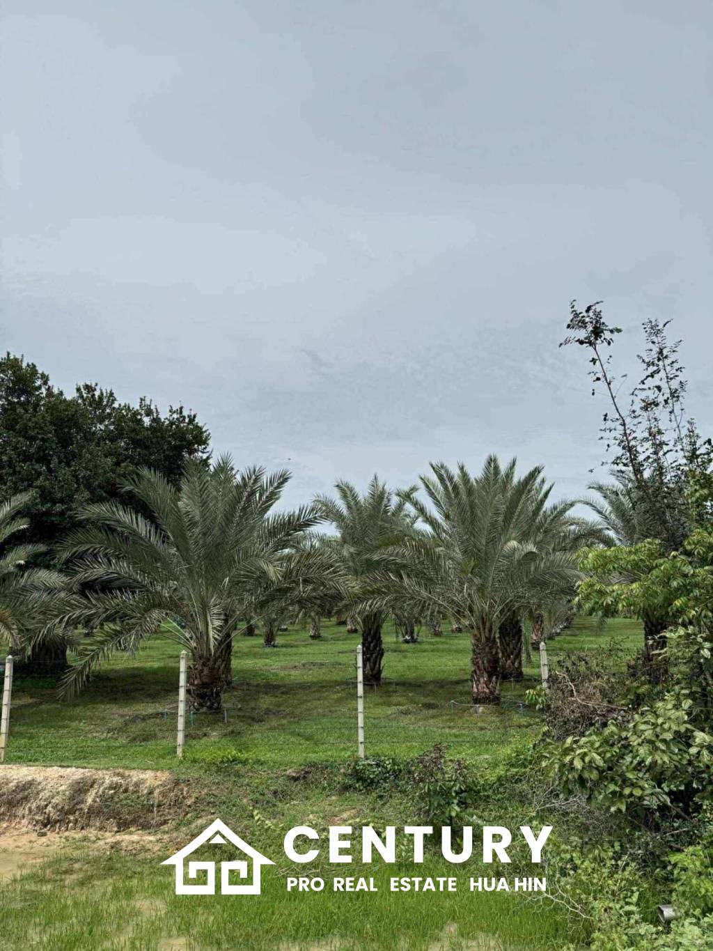 30 Rai Date Palm Garden for Sale