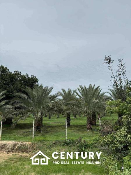 30 Rai Date Palm Garden for Sale