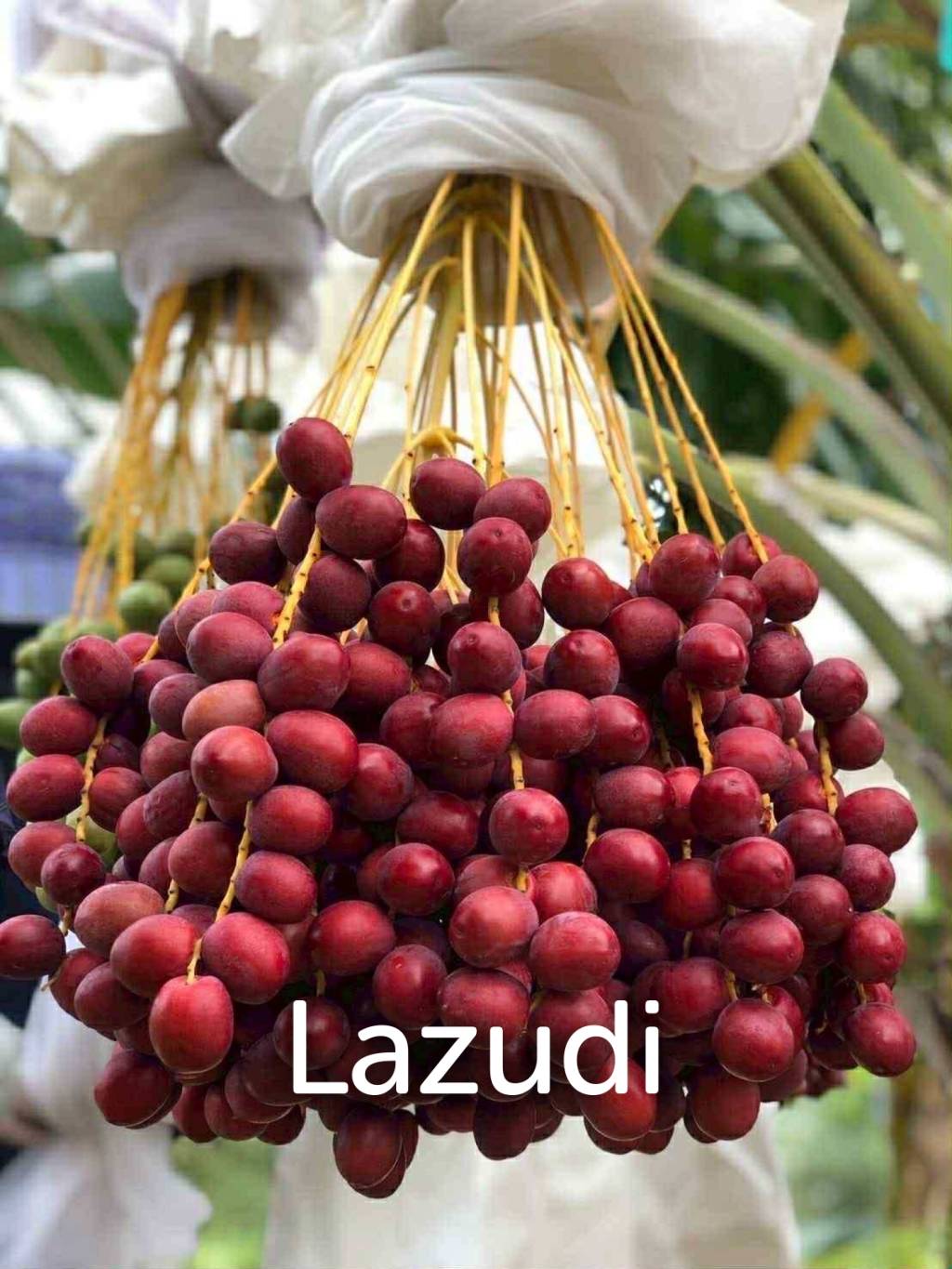 30 Rai Date Palm Garden for Sale