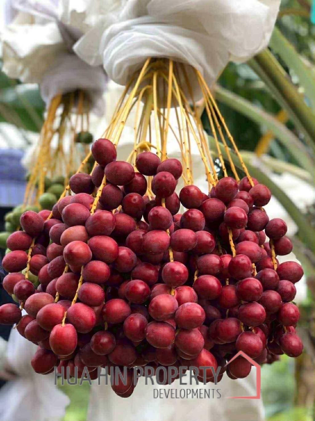 30 Rai Date Palm Garden for Sale