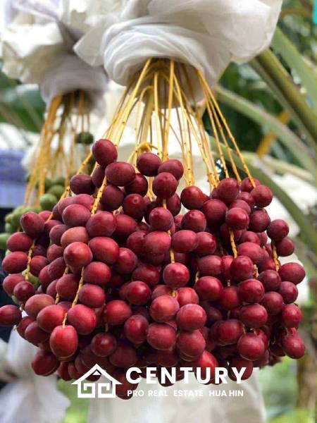 30 Rai Date Palm Garden for Sale