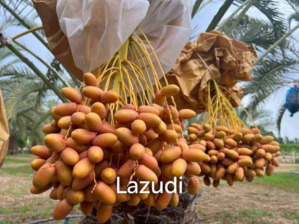 30 Rai Date Palm Garden for Sale