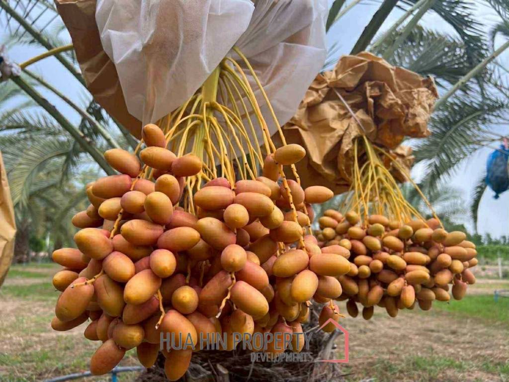 30 Rai Date Palm Garden for Sale