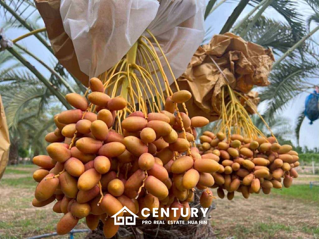 30 Rai Date Palm Garden for Sale