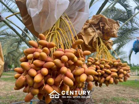 30 Rai Date Palm Garden for Sale