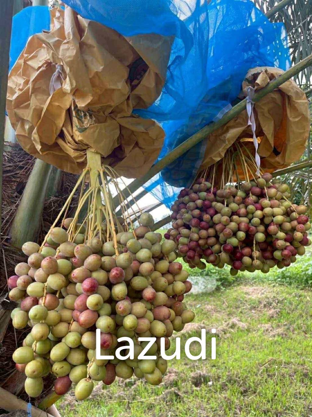30 Rai Date Palm Garden for Sale