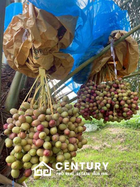 30 Rai Date Palm Garden for Sale