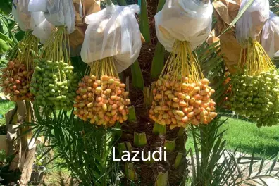 30 Rai Date Palm Garden for Sale