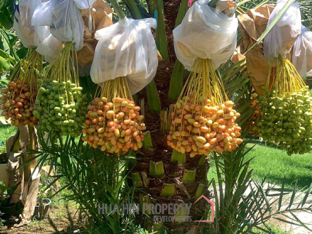 30 Rai Date Palm Garden for Sale