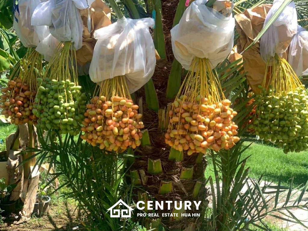 30 Rai Date Palm Garden for Sale