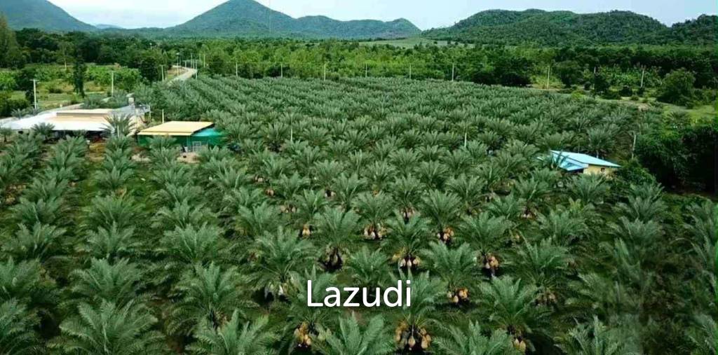 30 Rai Date Palm Garden for Sale