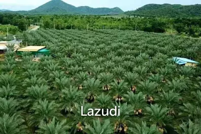 30 Rai Date Palm Garden for Sale