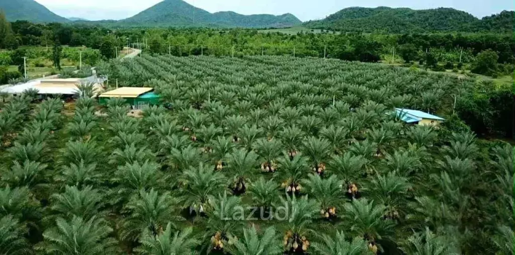 30 Rai Date Palm Garden for Sale