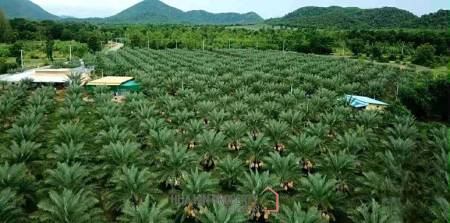 30 Rai Date Palm Garden for Sale