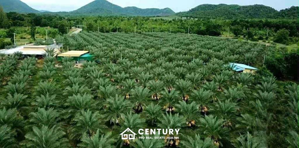 30 Rai Date Palm Garden for Sale
