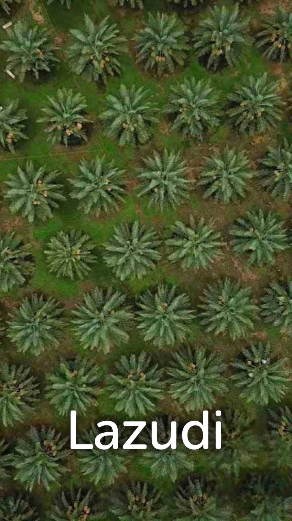30 Rai Date Palm Garden for Sale