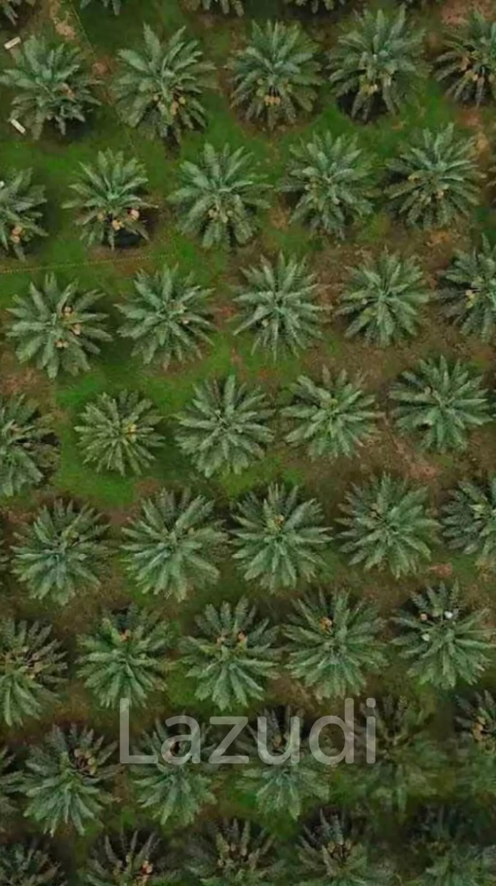 30 Rai Date Palm Garden for Sale