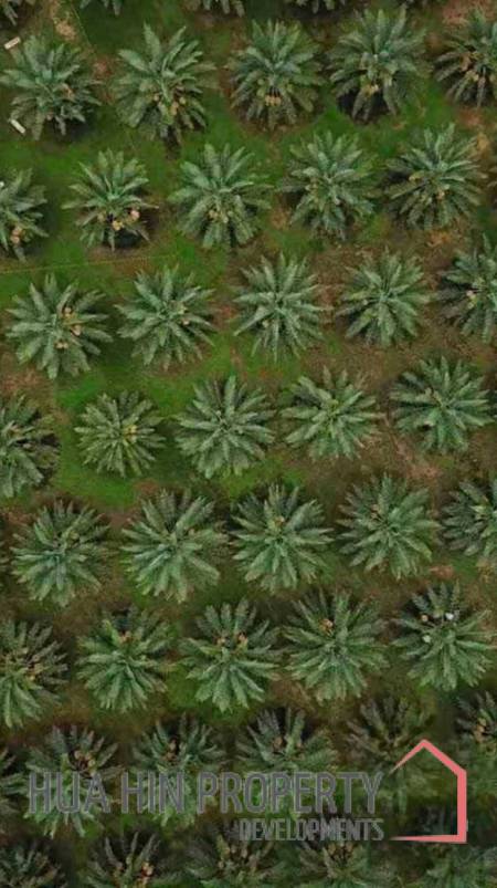30 Rai Date Palm Garden for Sale