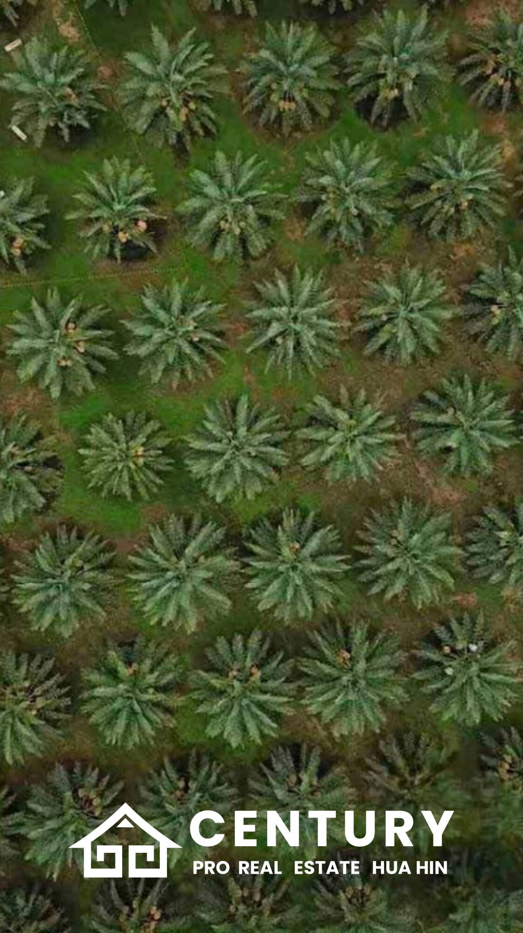 30 Rai Date Palm Garden for Sale