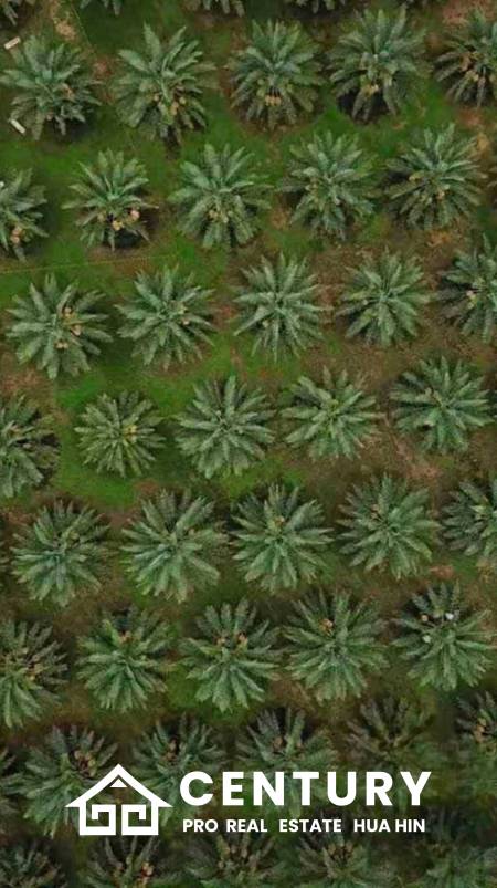 30 Rai Date Palm Garden for Sale