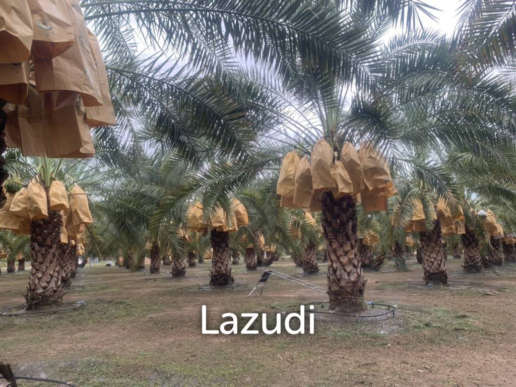 30 Rai Date Palm Garden for Sale
