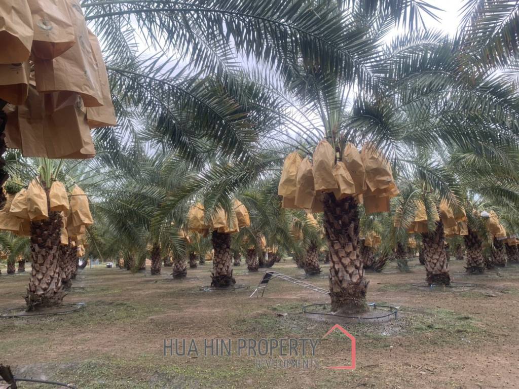 30 Rai Date Palm Garden for Sale