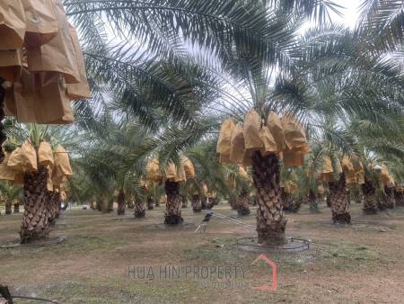 30 Rai Date Palm Garden for Sale
