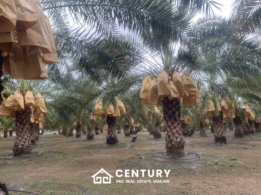 30 Rai Date Palm Garden for Sale