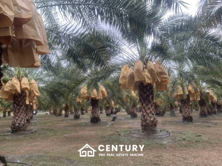 30 Rai Date Palm Garden for Sale
