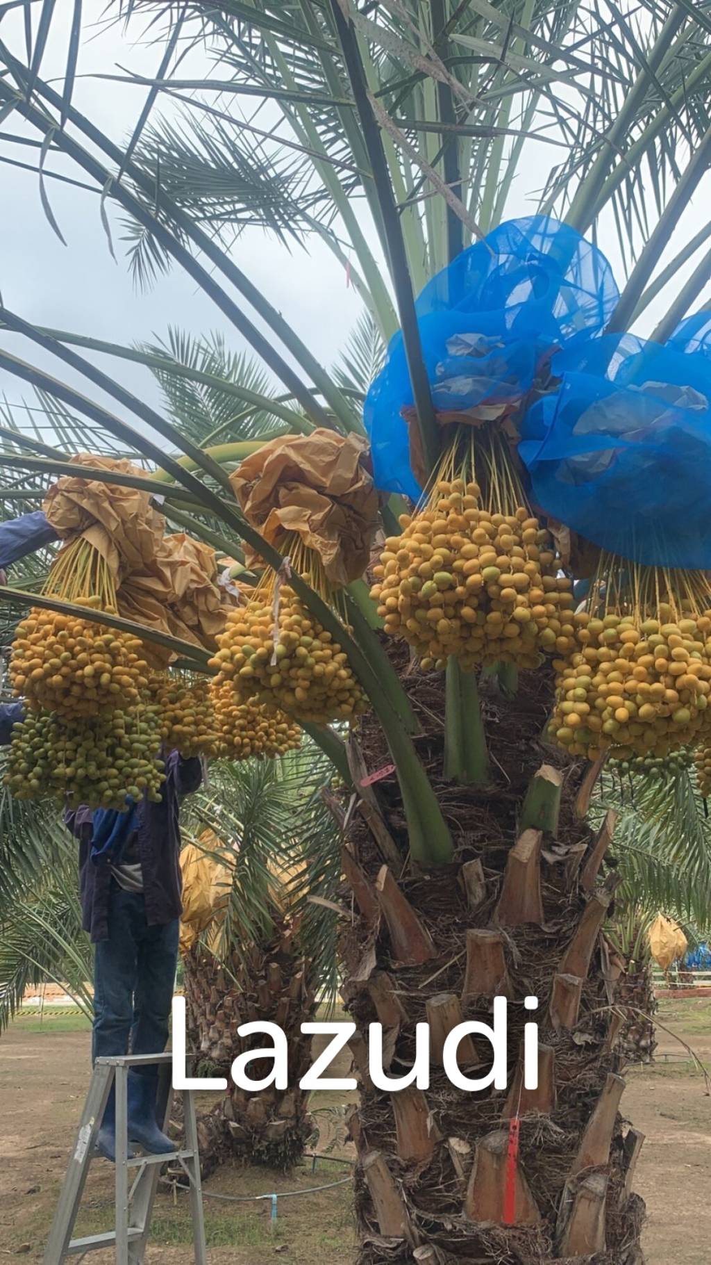 30 Rai Date Palm Garden for Sale
