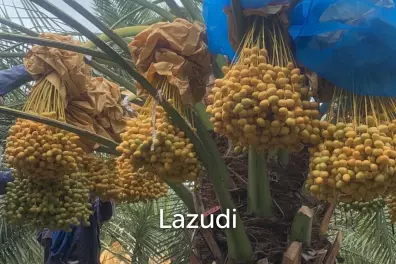 30 Rai Date Palm Garden for Sale