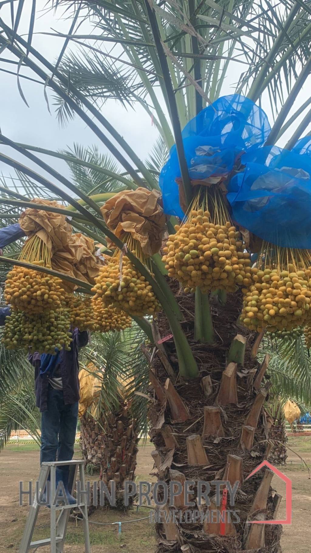 30 Rai Date Palm Garden for Sale