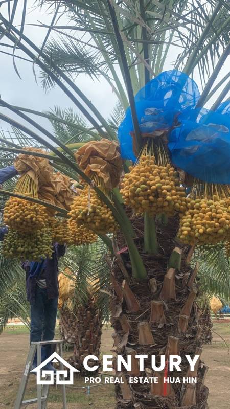 30 Rai Date Palm Garden for Sale