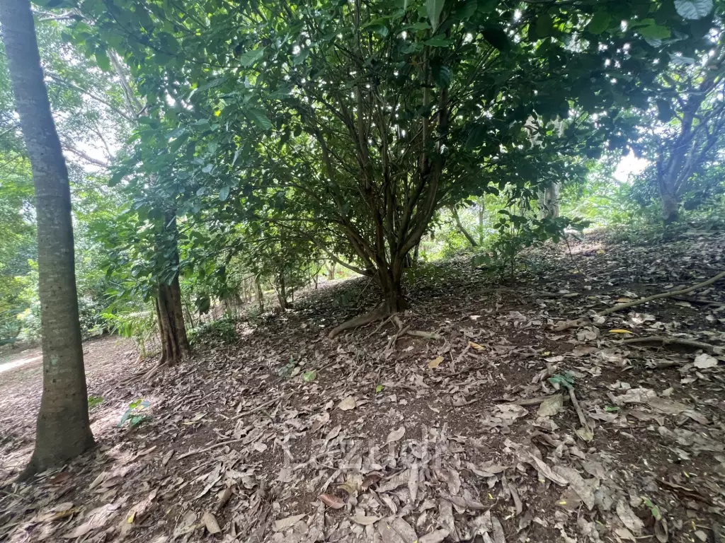 4 Rai of Land for sale on a hill near Huai Pla Kang Temple.