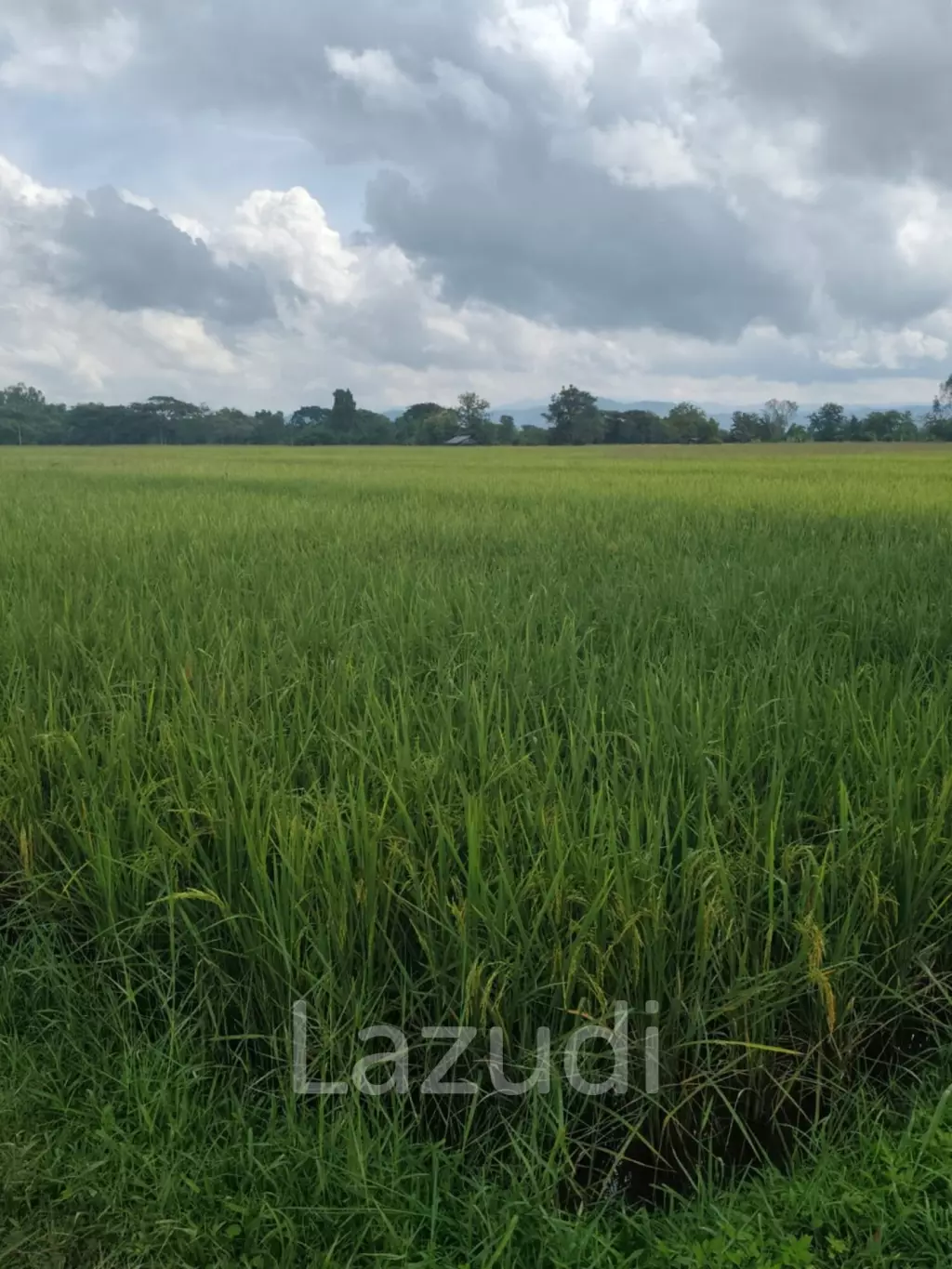 1 Rai 3 Ngan Land For Sale, Mountain views in San Kamphaeng.