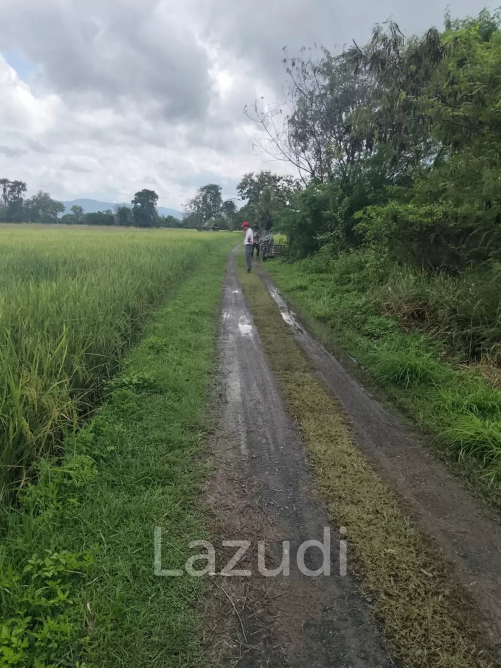 1 Rai 3 Ngan Land For Sale, Mountain views in San Kamphaeng.