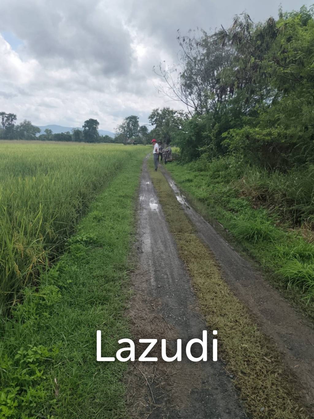 1 Rai 3 Ngan Land For Sale, Mountain views in San Kamphaeng.