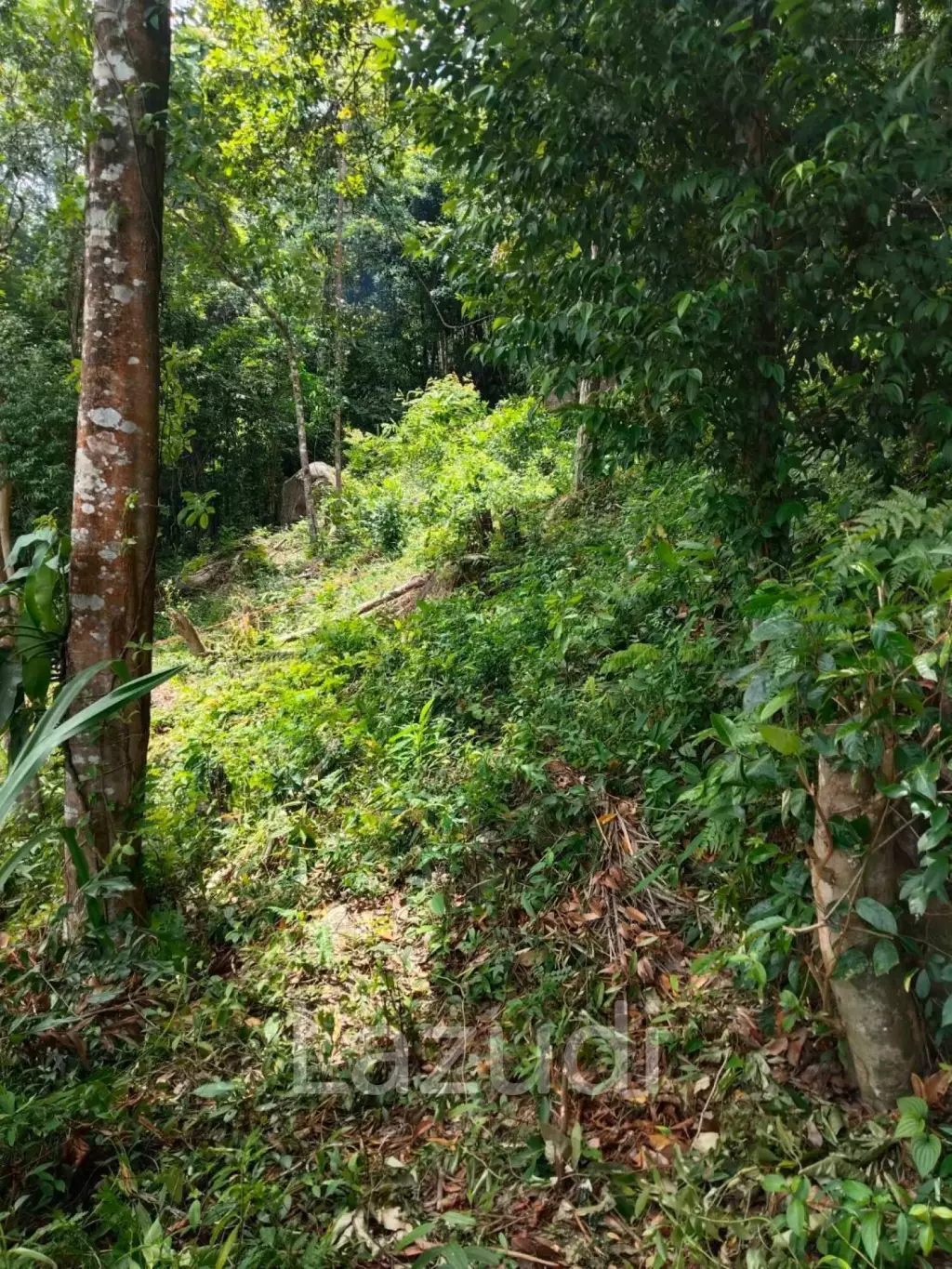 Land with Sea View – Koh Phangan