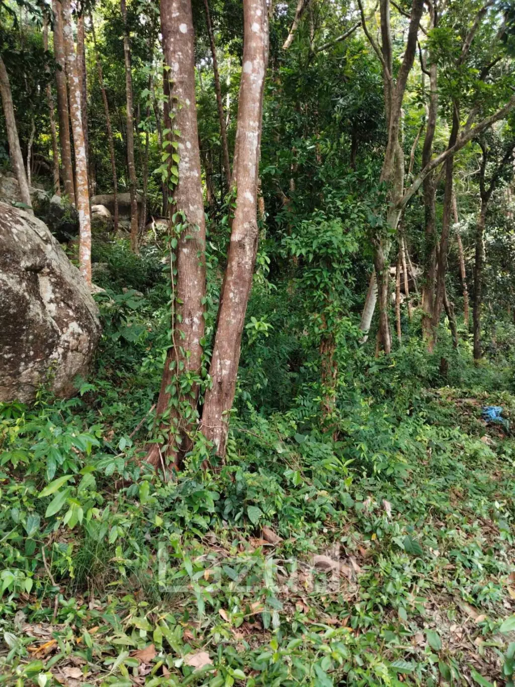 Land with Sea View – Koh Phangan
