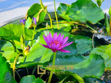 großes Grundstück / Modern / 180 qm Wohnfläche