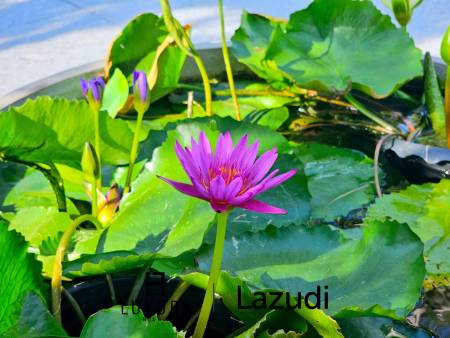 Luxurious, Ready-to-Move-in Home in Exclusive Hua Hin 70, Hin Lek Fai