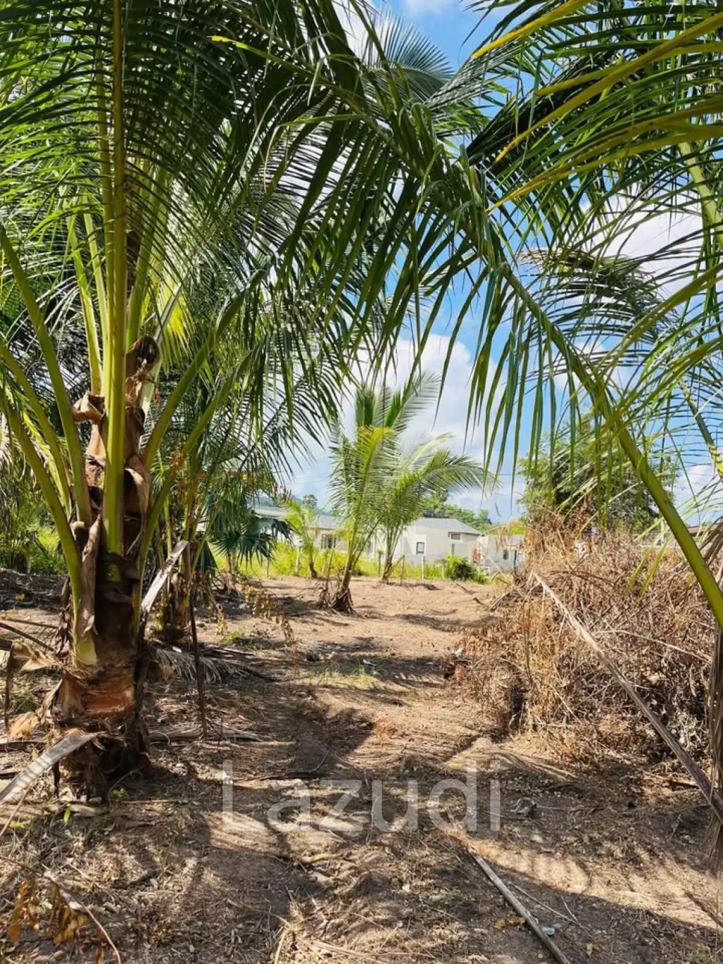 Hot Priced Flat Land 500m to the Beach in Hua Thanon
