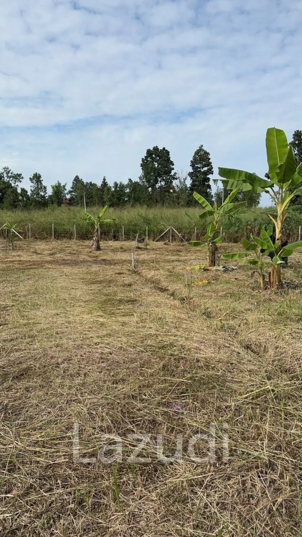 1 Rai Land For Sale with Mountain View at Mae Rim